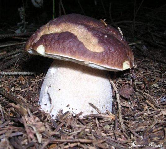 boletus edulis - 4